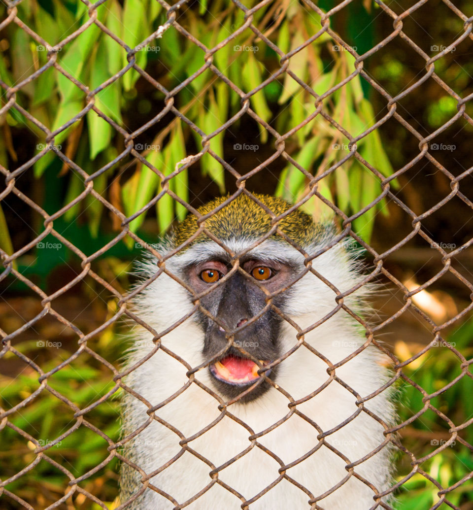 monkey monkeys animals zoo wire eyes green red smooth fun funny lovely head cool cairo egypt africa wild wildlife focus nikon sad angry