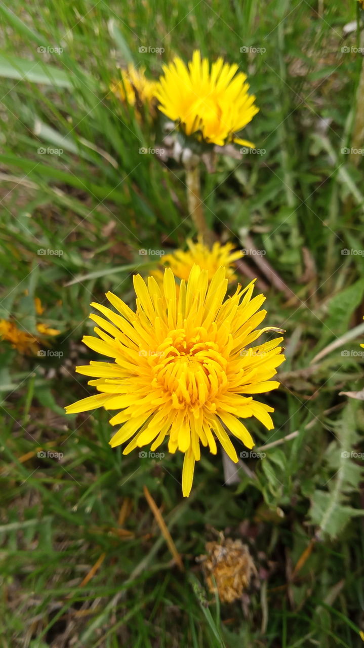 dandelion