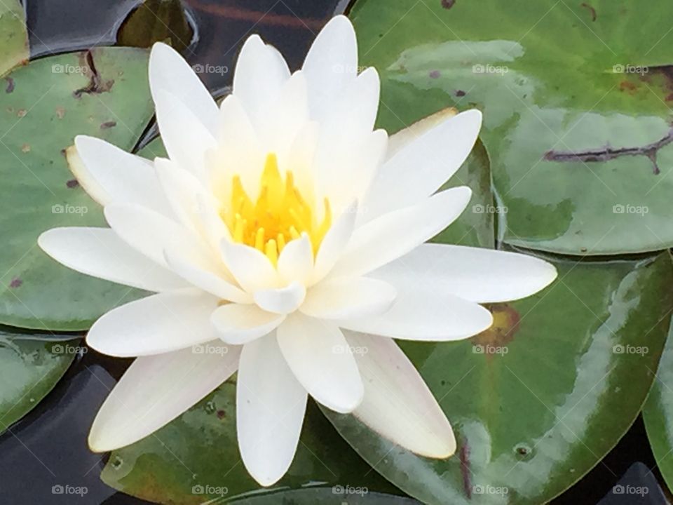 Lotus flower