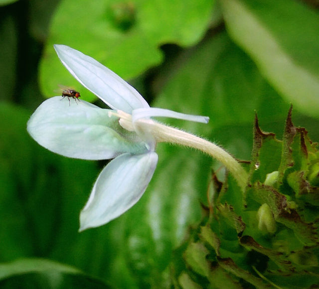 White leaf