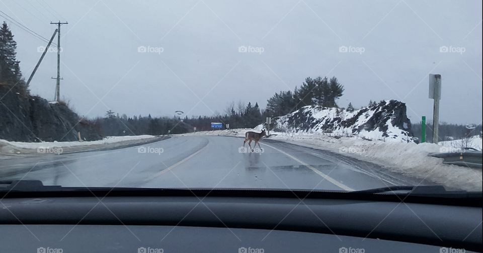 deer on road