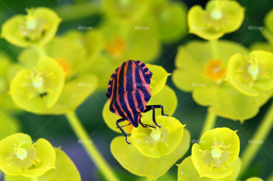 Shield bug