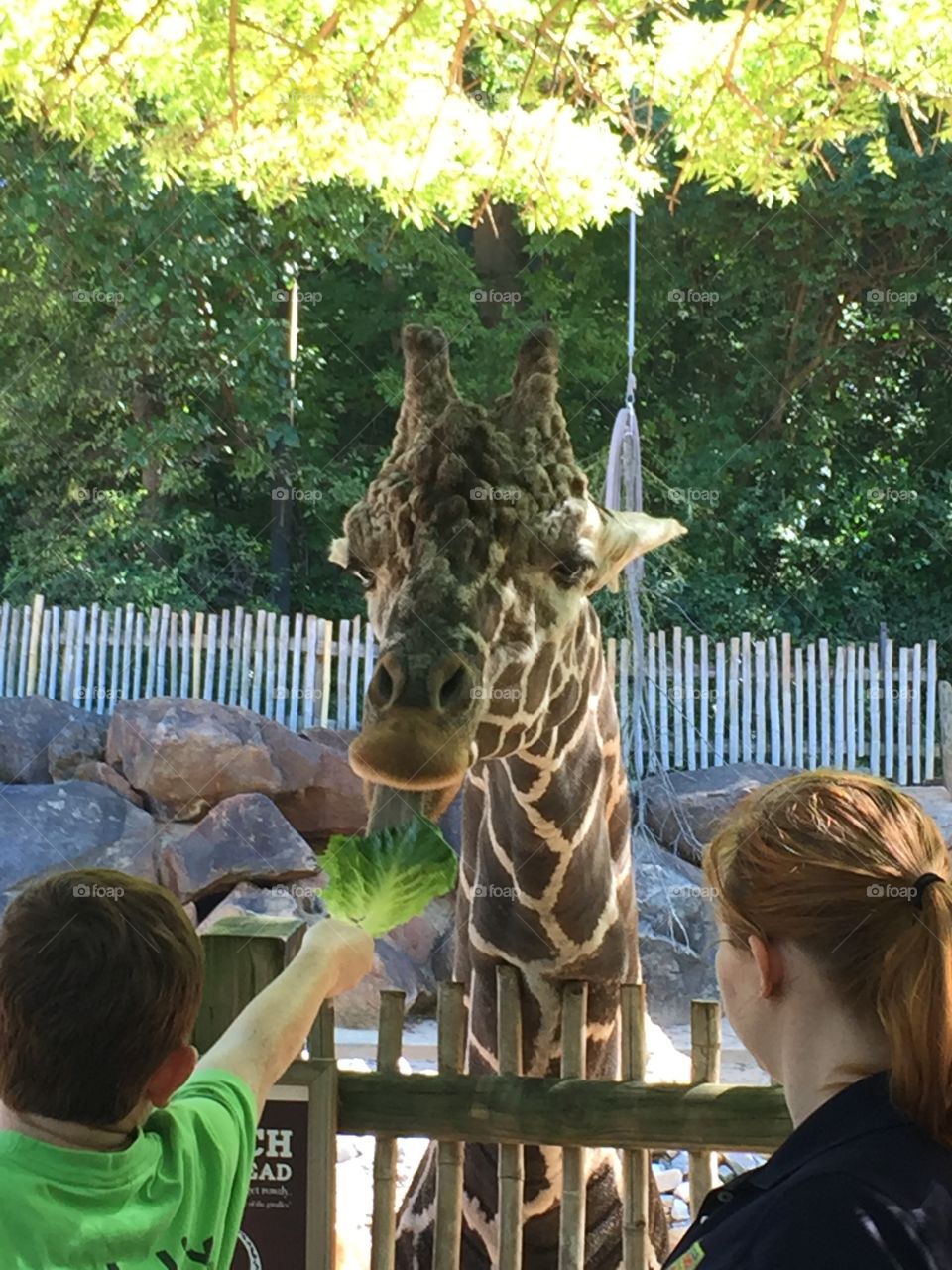 Giraffe feeding time - lettuce is the best!