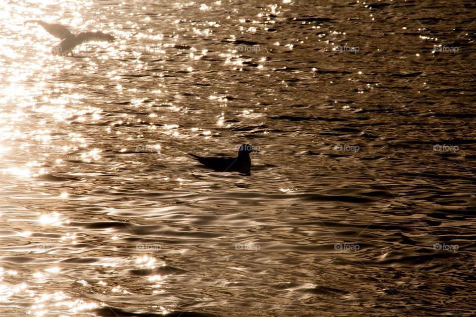 Seagull is just floating in the sun