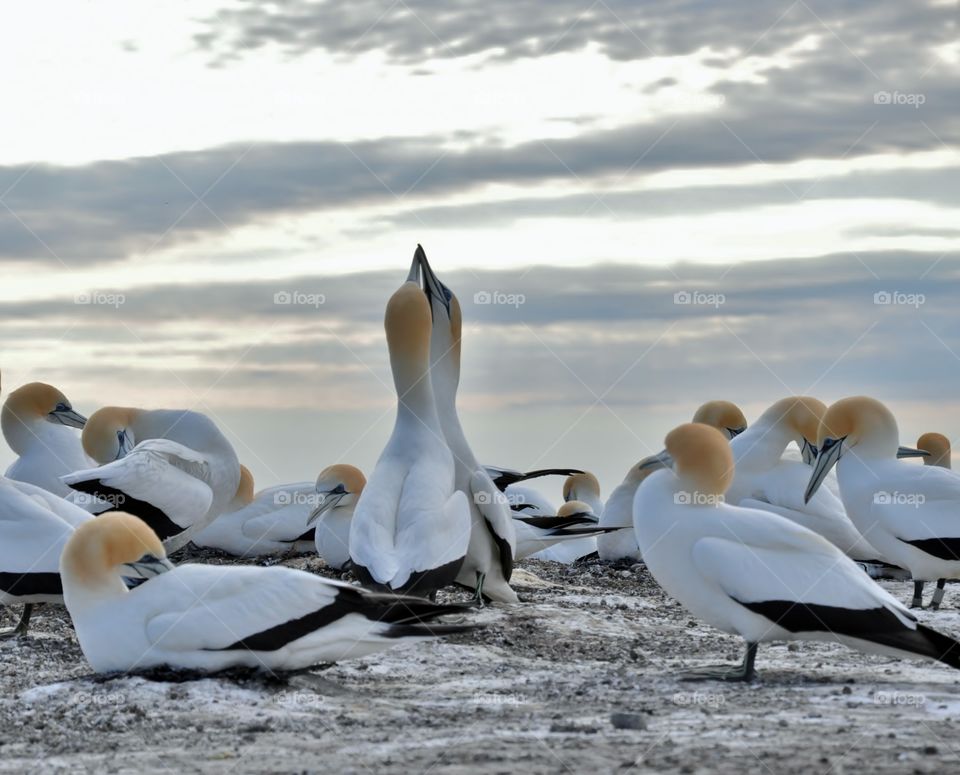 Gannets captured kissing on rock