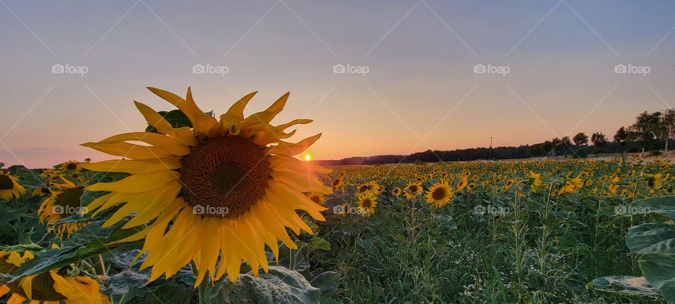 Sunflower