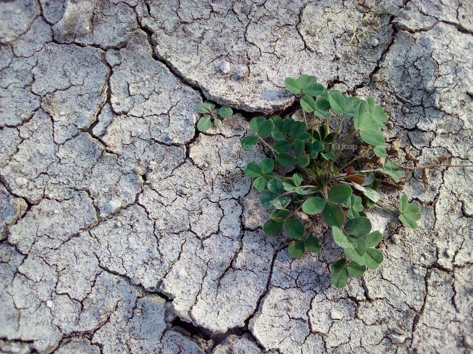 Clover or trefoil on the dry ground