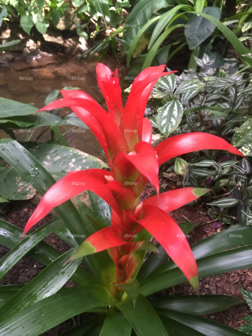 A tropical flower of the US
