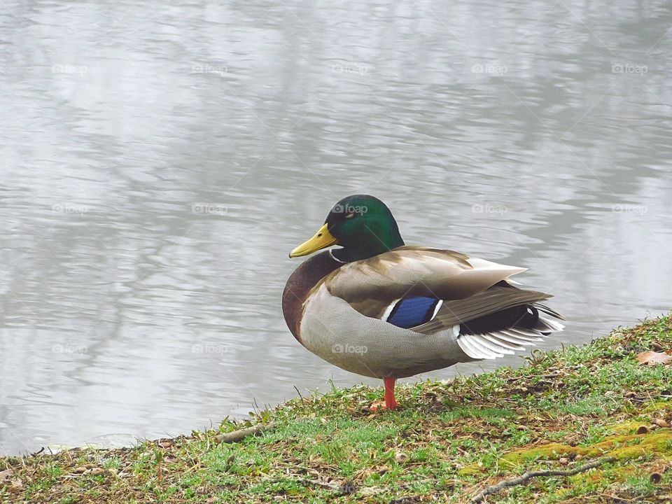 Duck at Mountain Grove Cemetery in Fairfield, CT