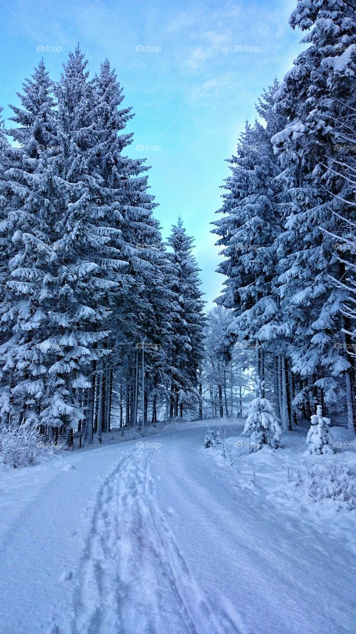 snow covered firs 