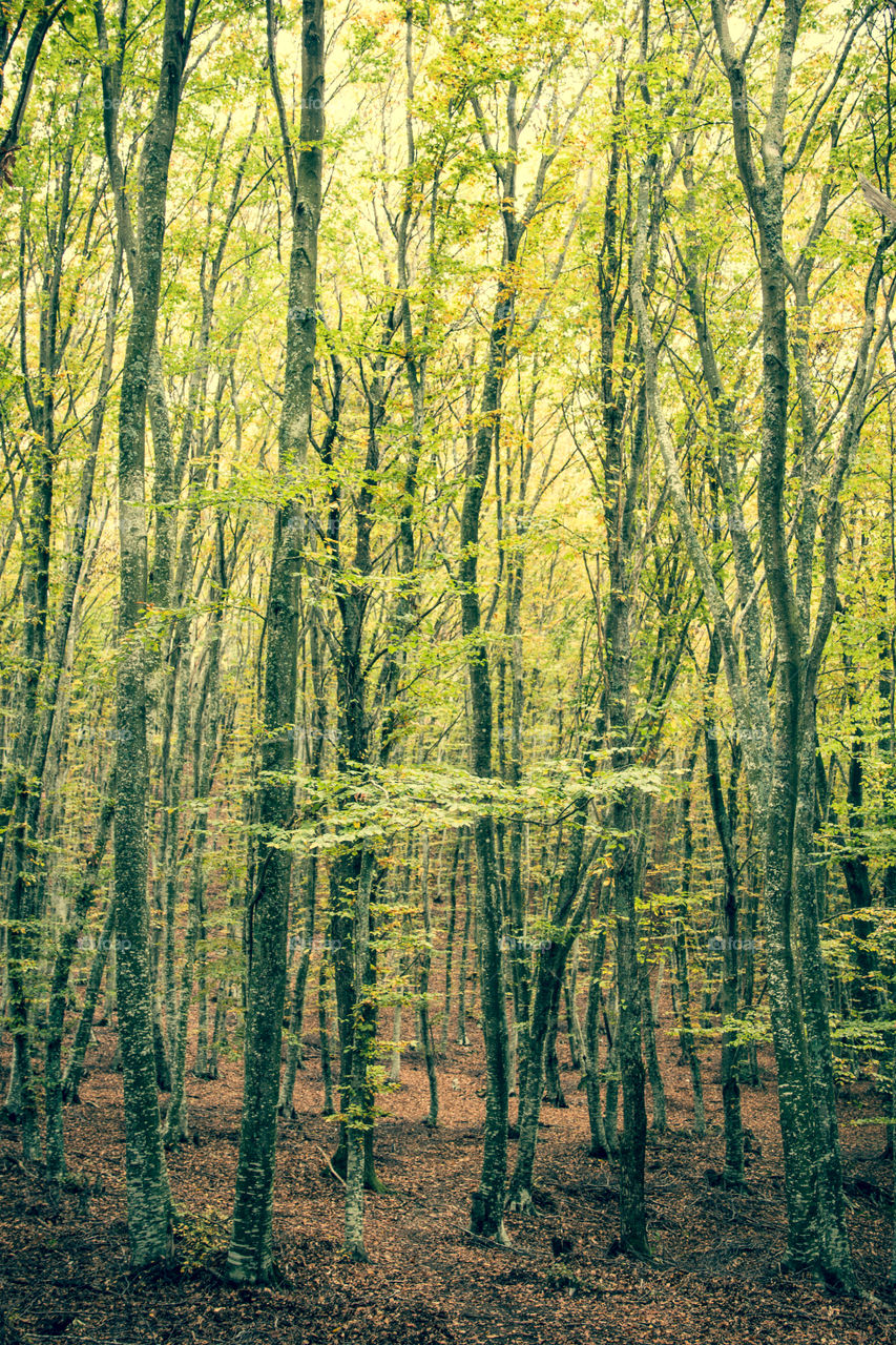 Green Forest In Autumn
