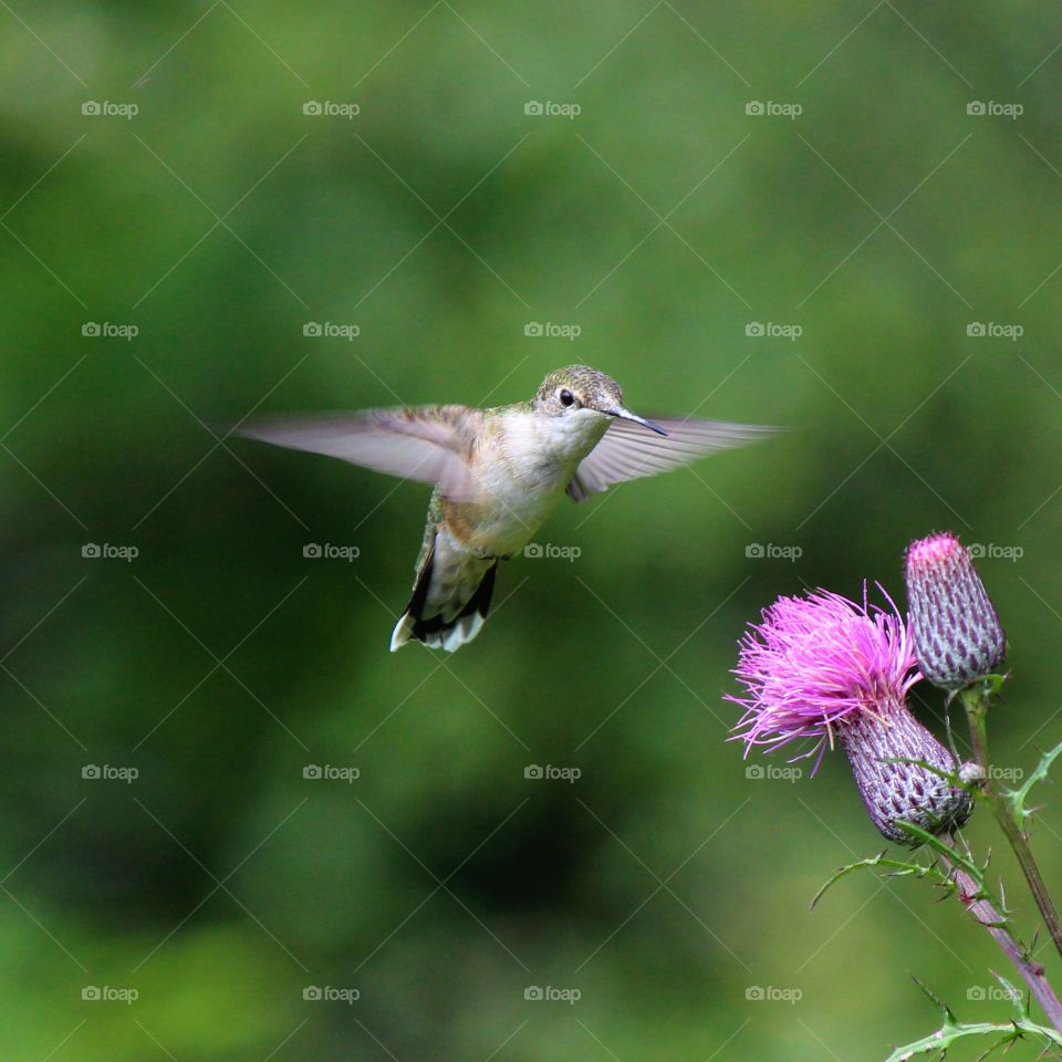 ruby Throated hummingbird coming in to feed on the thistle