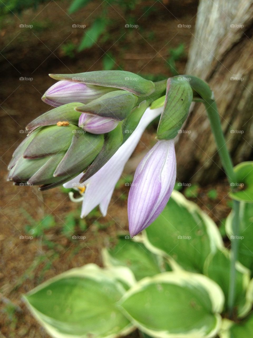 Close-up of hostaplant