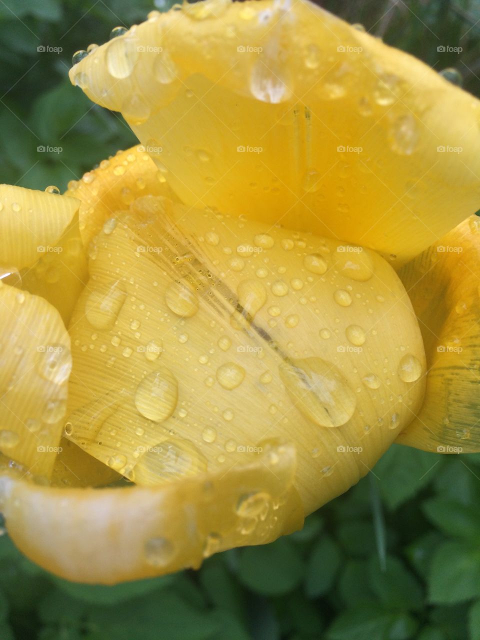 tulip flower and rain kam