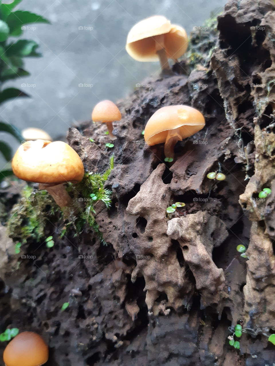 Tiny Mushrooms close up