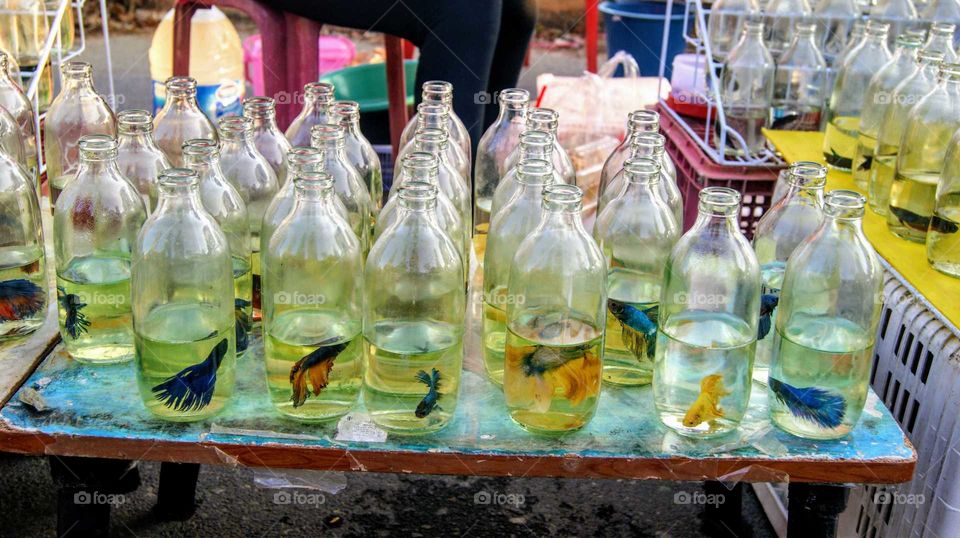 Colourful siamese fighting fish waiting for their new owners at the local street market