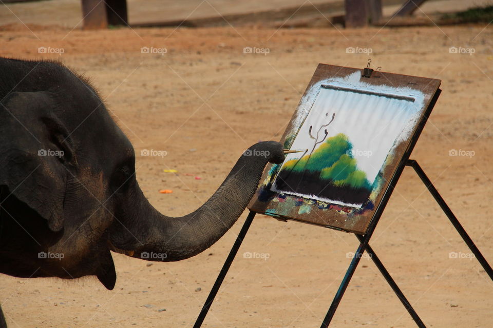 painting elephant. visit to maesa elephant camp in Thailand