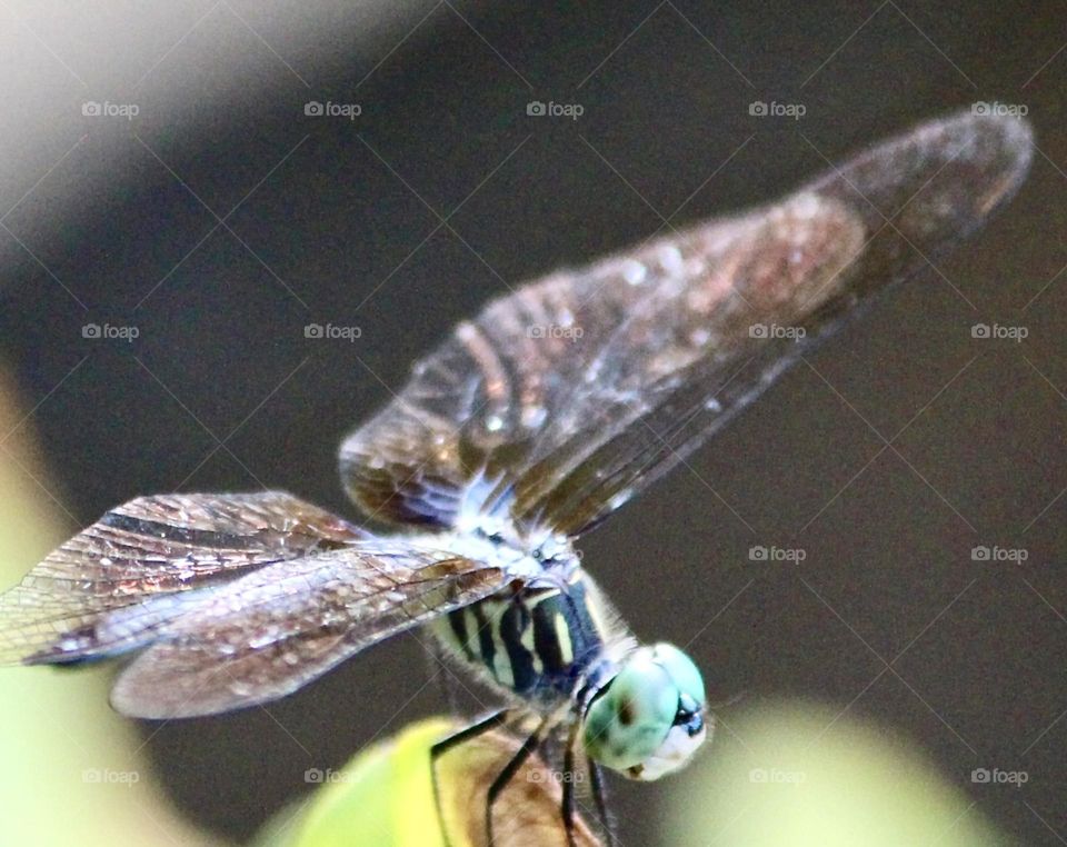 Dragonfly wings