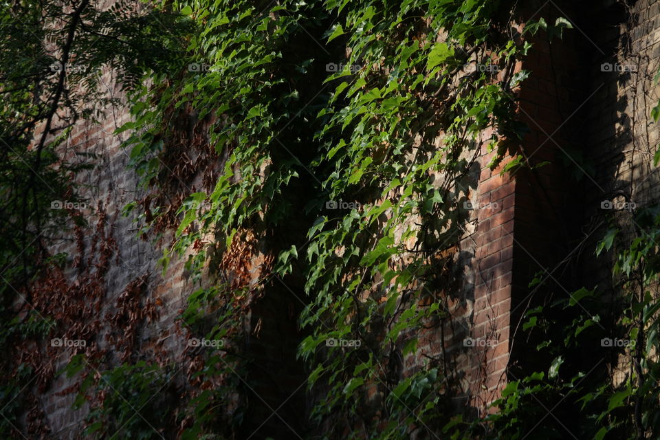 Green plant is climbing red brick wall