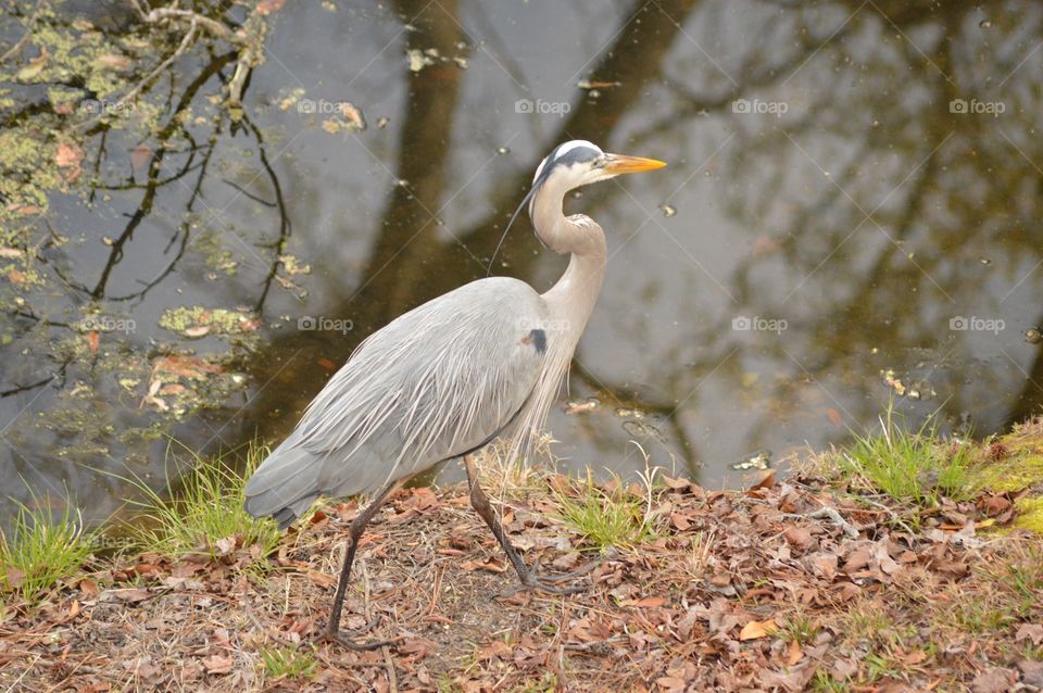 A colorful Great Blue Heron