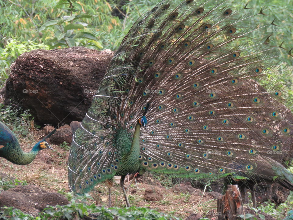 Bird, Peacock, Feather, Nature, Tropical