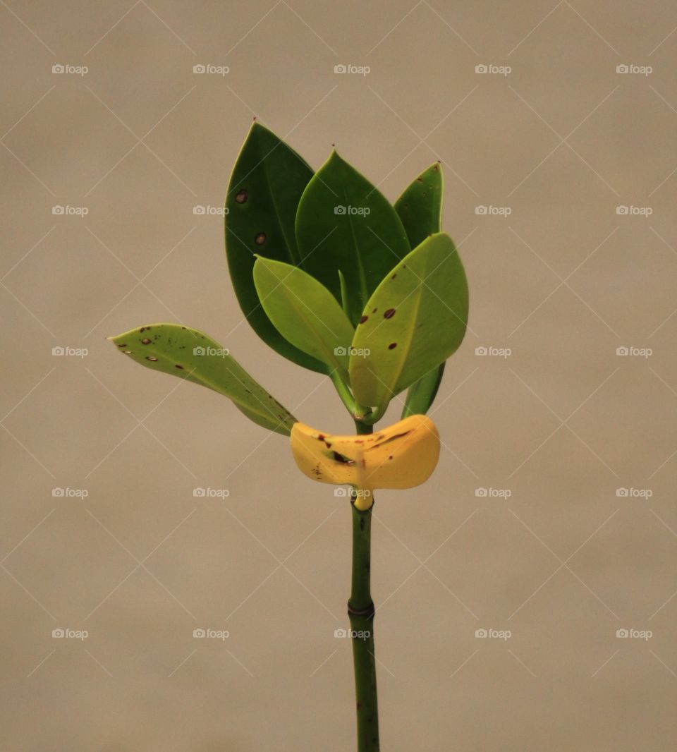 Mangrove tree seedlings