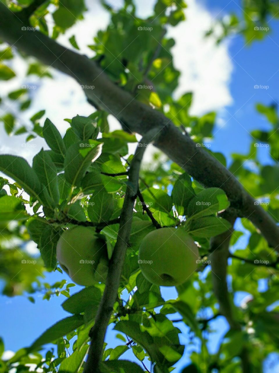 Green Apples