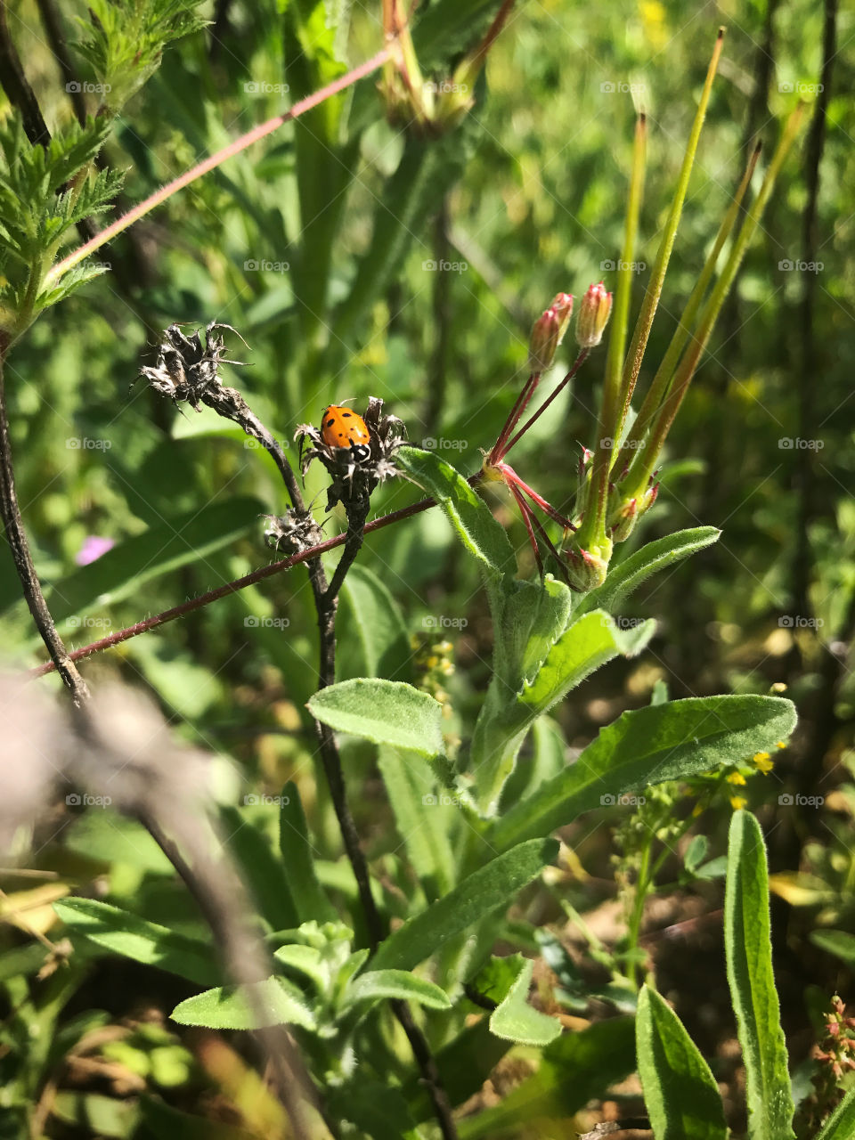 Beautiful ladybug. 