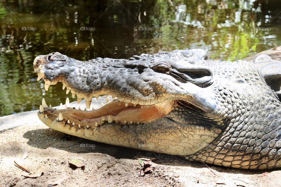 Crocodile 