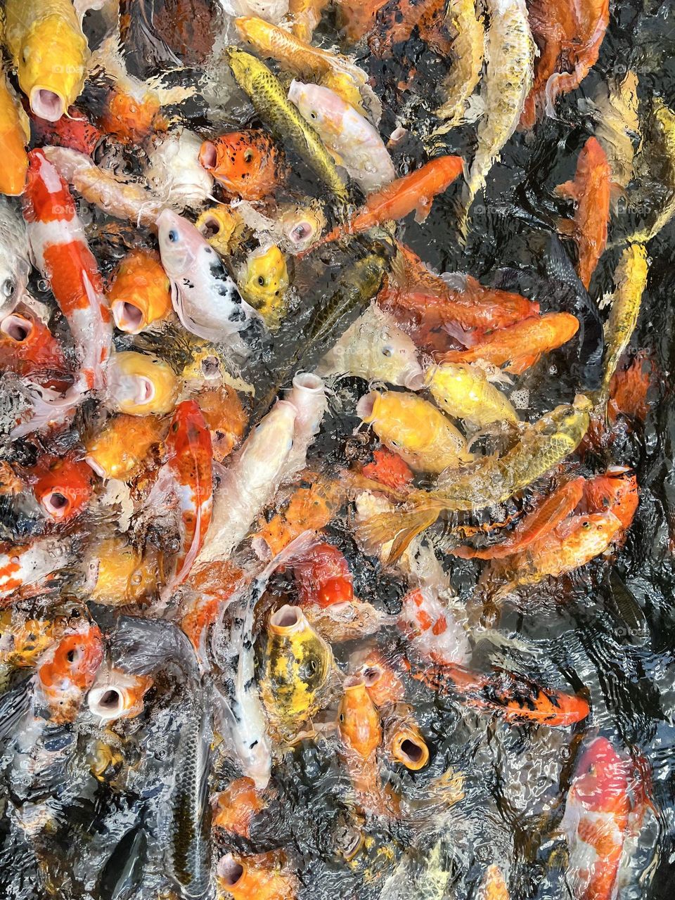 Koi fish