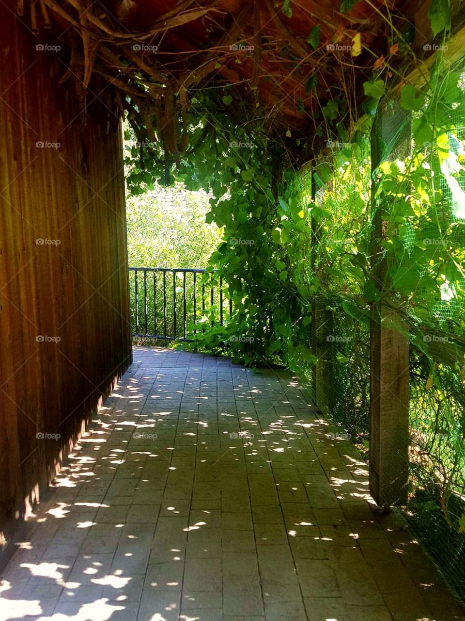 Pretty Vine Walkway🌿