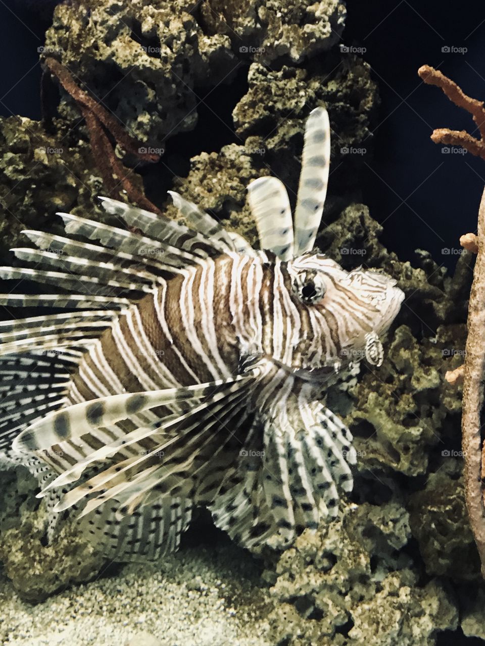 Angelfish stretched out for a swim. 