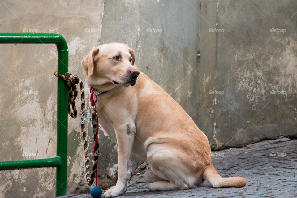 Tied up dog