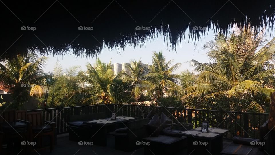outdoor atmosphere with a view of tall trees like coconut trees and very sunny weather