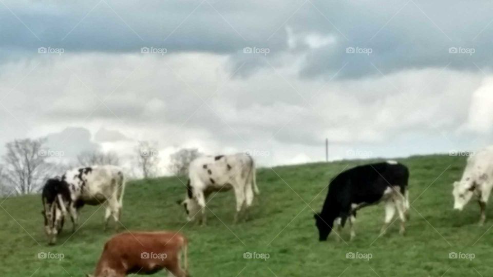 Agriculture, Farm, Livestock, Cattle, Hayfield