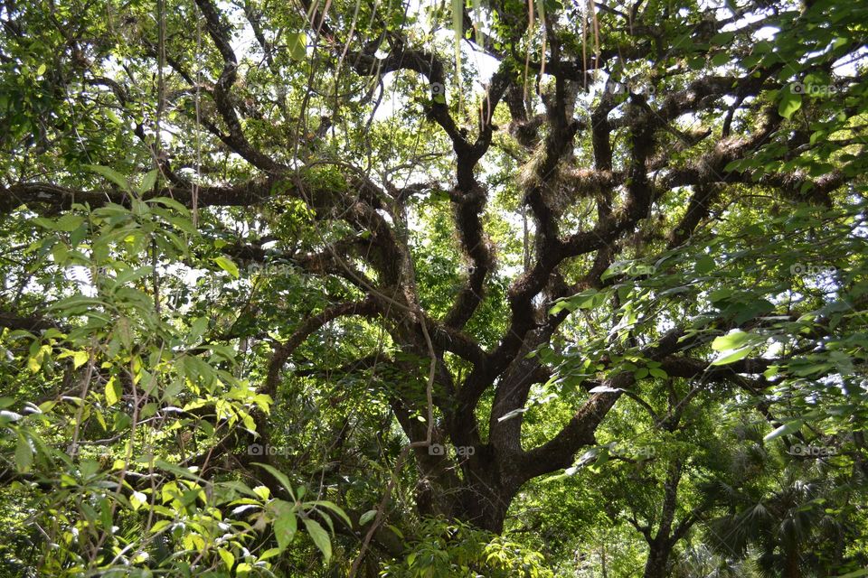 A cluster of large brown tree branches with green leaves in a lush vegetative area