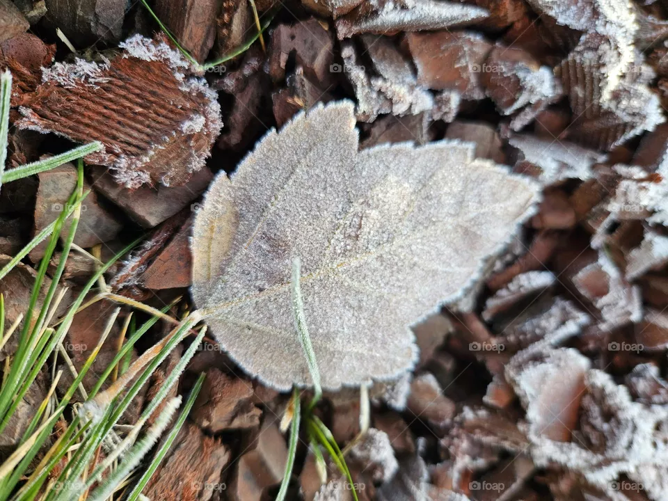 frost