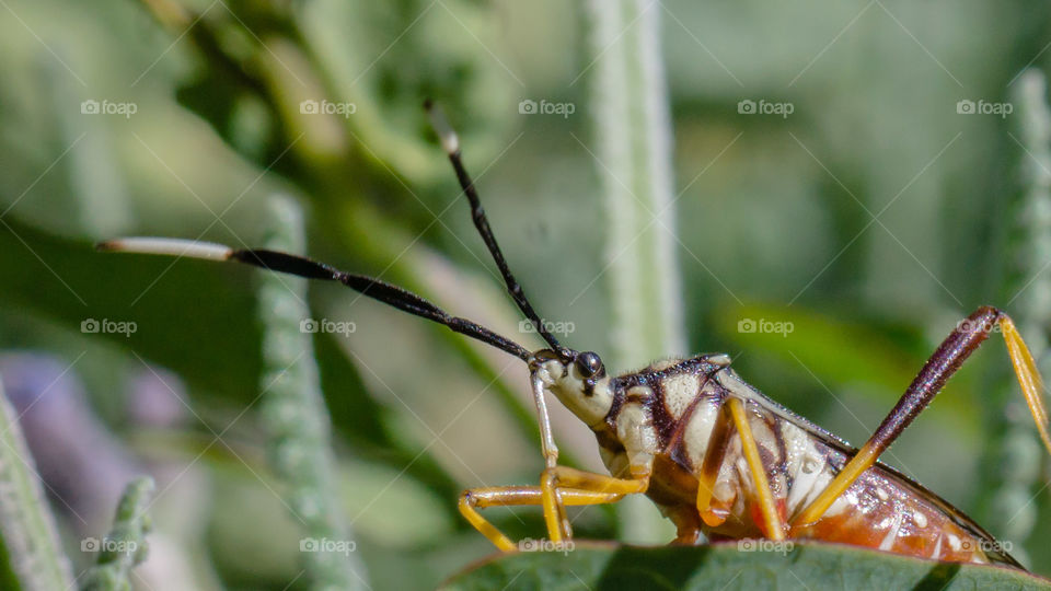 insect, macro