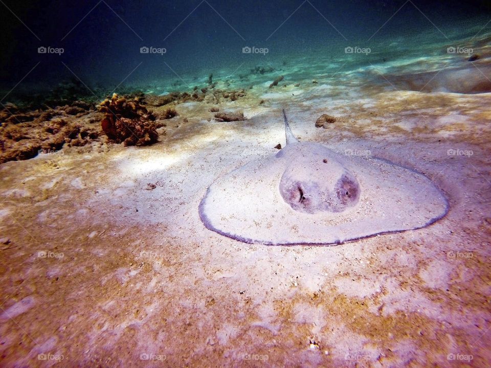 manta ray at the bottom of the sea camouflaged between the sand of the seabed