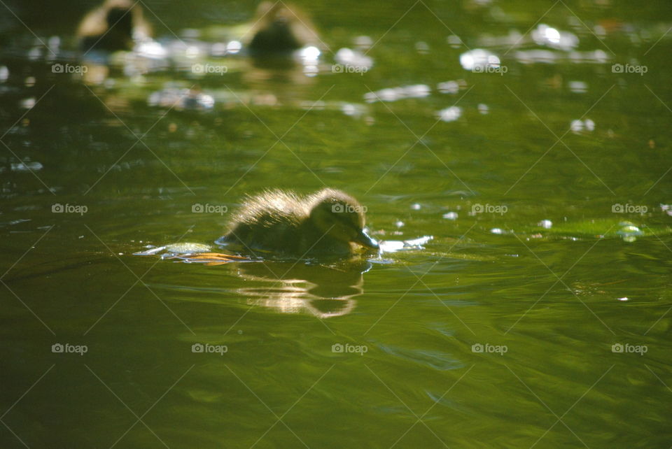 duckling