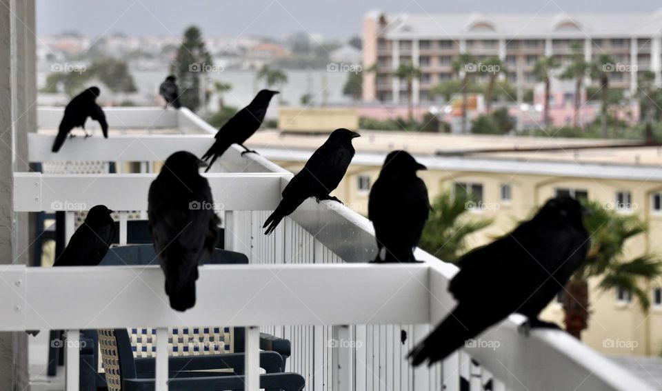 Crows on the railing 