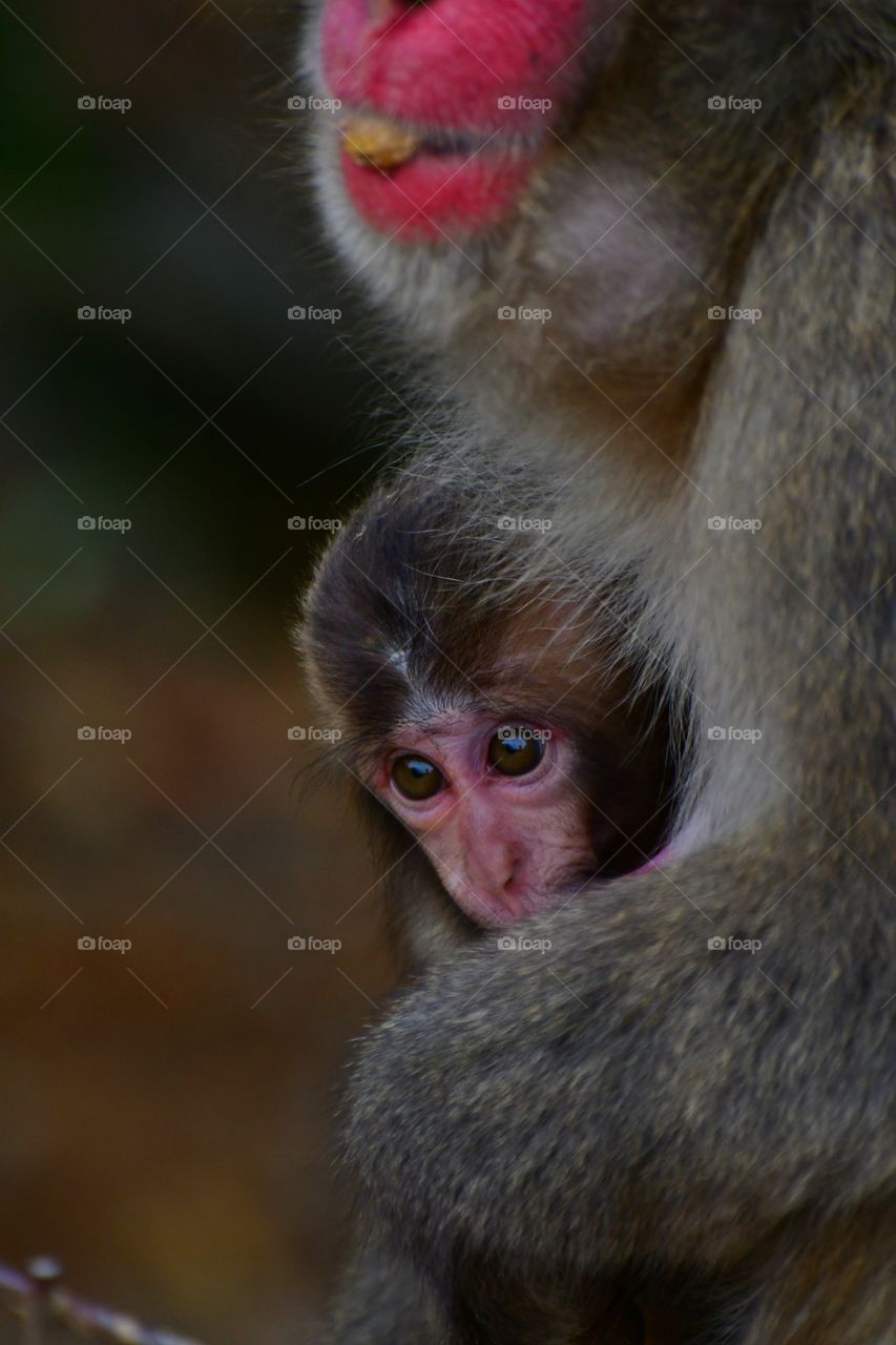 Japanese macaque with tiny baby