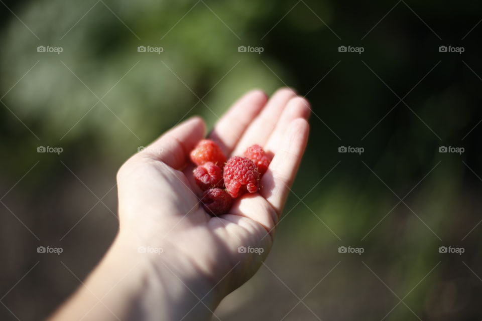 raspberries from the garden