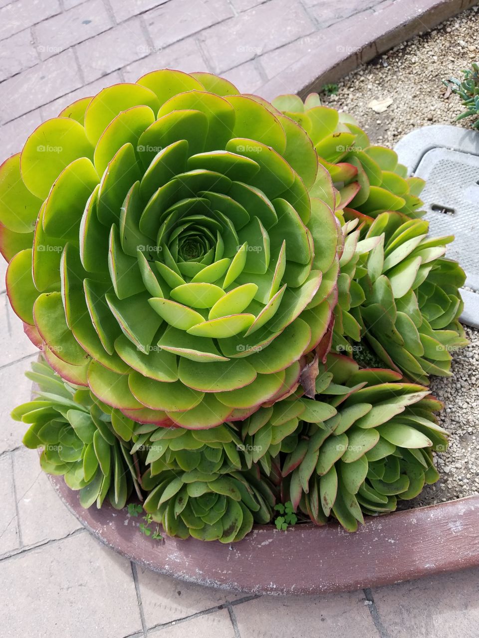 succulent plant