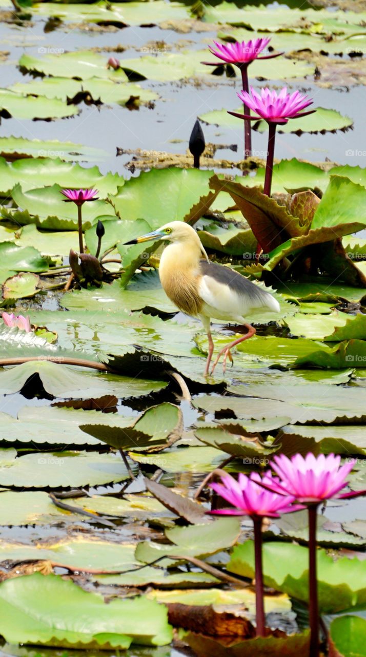 lotul field with bird
