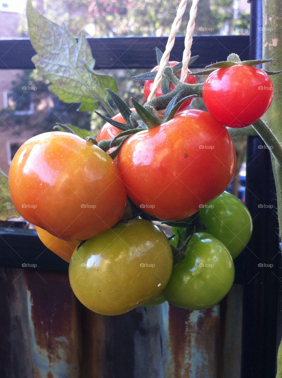 green red balcony tomatoes by vindruva