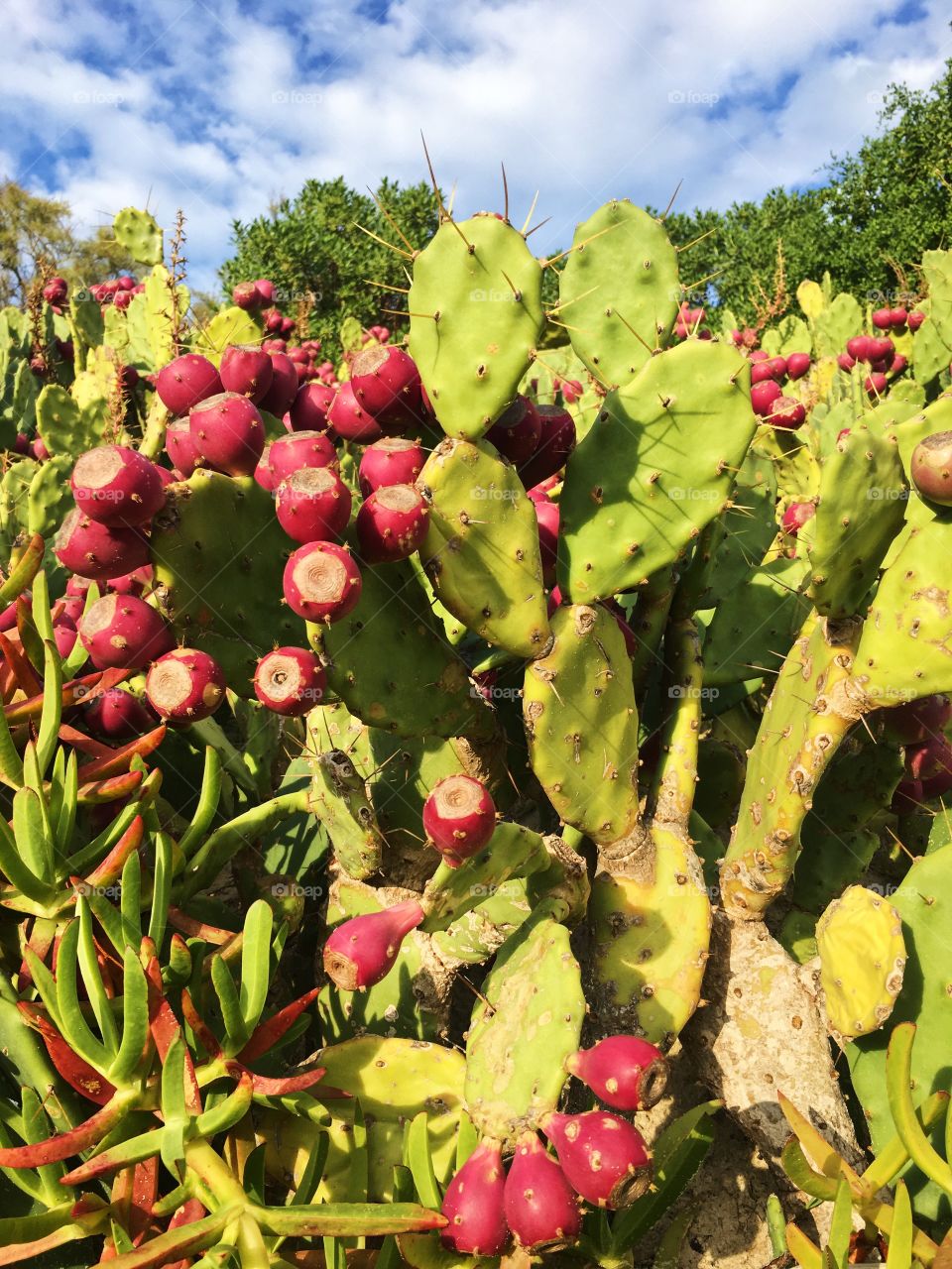 Cactus fruit 