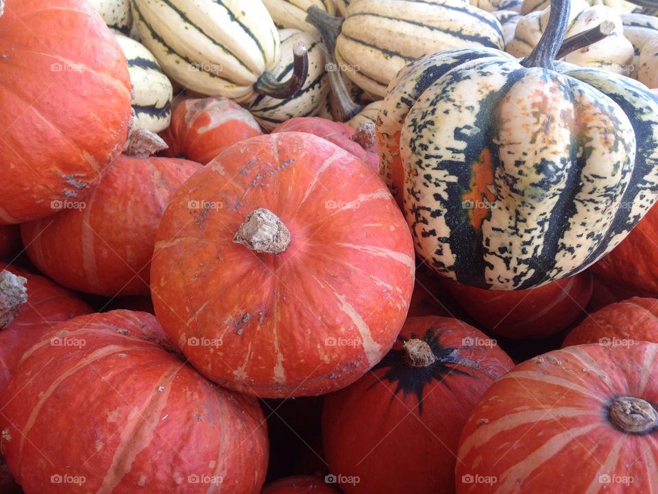 Halloween pumkins and squash