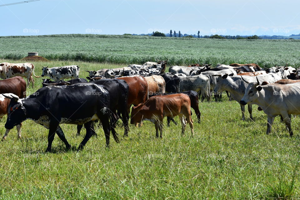 Beautiful Cattle And Farmland