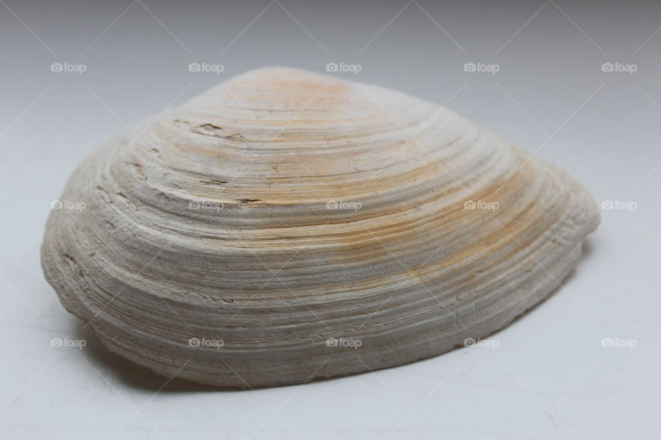 Closeup seashell